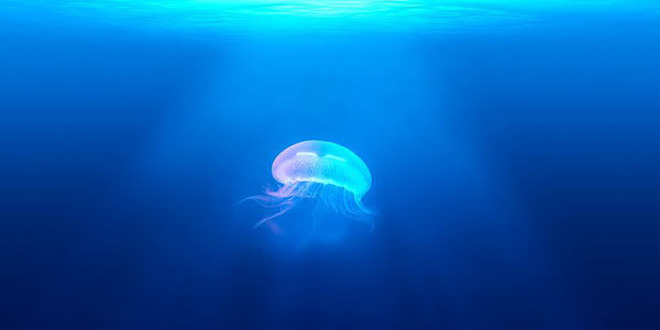 sicurezza specie marine