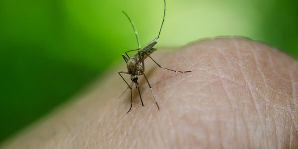 zanzare virus mortale