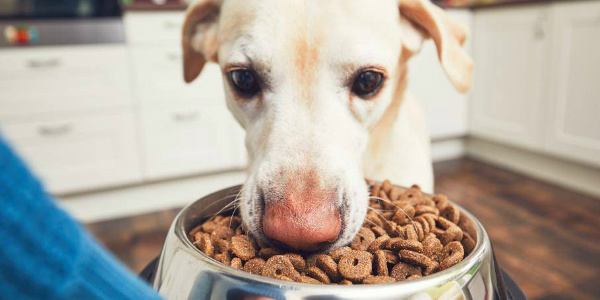 Cereali: quali sono i più indicati per i cani?